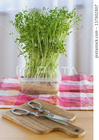 室內種植和收穫豌豆苗 室內種植和收穫豌豆苗 137802807