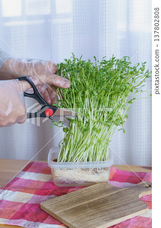 用剪刀剪豌豆苗/收穫豌豆苗 用剪刀剪豌豆苗/收穫豌豆苗 137802808