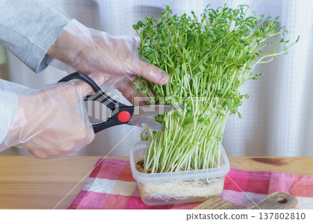 用剪刀剪豌豆苗/收穫豌豆苗 137802810