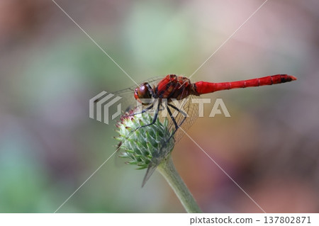 野木川公園的紅蜻蜓 137802871
