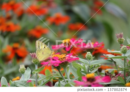Monkey Butterfly sucking the honey of flowers 137802874