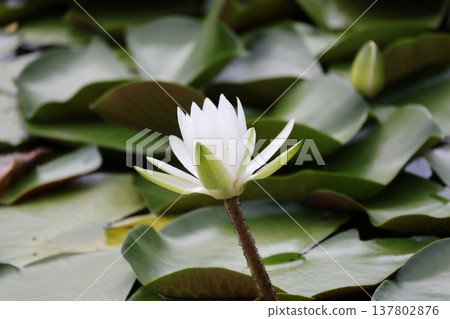 White water lily 137802876