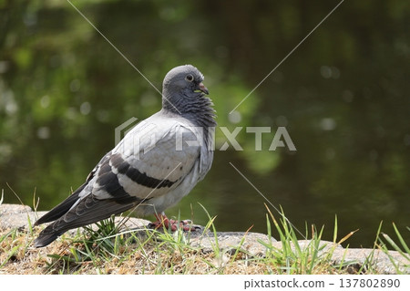 Pigeons standing by the water's edge in Gappo Park 137802890