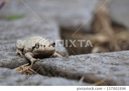 Nogikawa Park: Stone Pavement and Frogs 137802896