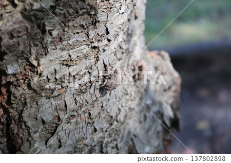 Nogikawa Park: A cicada's exoskeleton perched on a tree. 137802898