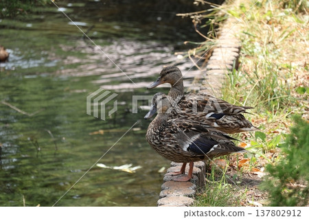 加浦公園：兩隻野鴨站在水邊。 137802912