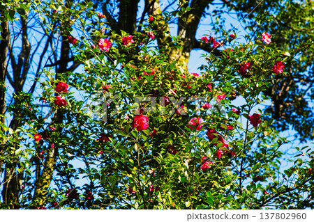 梅花和河津櫻花預示著春天的到來。 137802960