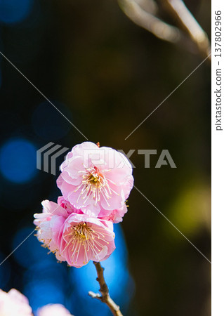 Plum blossoms and Kawazu cherry blossoms herald the arrival of spring. Plum blossoms and Kawazu cherry blossoms herald the arrival of spring. 137802966