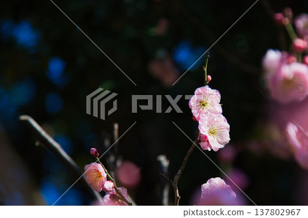 Plum blossoms and Kawazu cherry blossoms herald the arrival of spring. Plum blossoms and Kawazu cherry blossoms herald the arrival of spring. 137802967