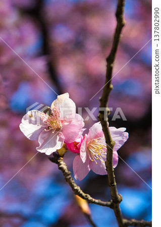 梅花和河津櫻花預示著春天的到來。 137802990