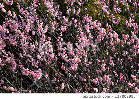 Plum blossoms and Kawazu cherry blossoms herald the arrival of spring. Plum blossoms and Kawazu cherry blossoms herald the arrival of spring. 137802993