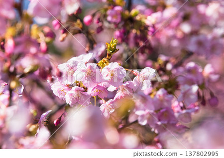 Plum blossoms and Kawazu cherry blossoms herald the arrival of spring. Plum blossoms and Kawazu cherry blossoms herald the arrival of spring. 137802995