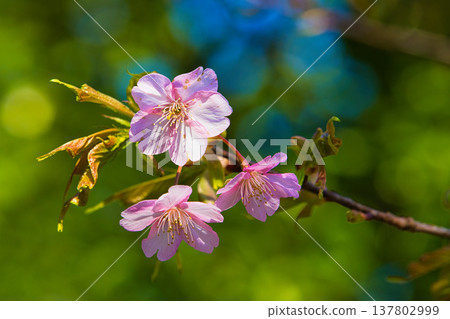 Plum blossoms and Kawazu cherry blossoms herald the arrival of spring. Plum blossoms and Kawazu cherry blossoms herald the arrival of spring. 137802999