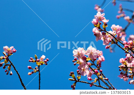 Plum blossoms and Kawazu cherry blossoms herald the arrival of spring. 137803015