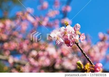 Plum blossoms and Kawazu cherry blossoms herald the arrival of spring. Plum blossoms and Kawazu cherry blossoms herald the arrival of spring. 137803016