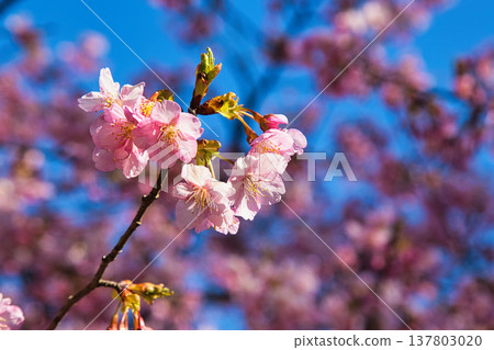 梅花和河津櫻花預示著春天的到來。 137803020