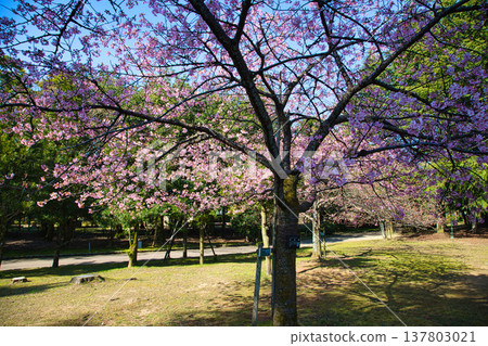 梅花和河津櫻花預示著春天的到來。 137803021