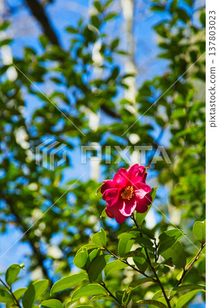 Plum blossoms and Kawazu cherry blossoms herald the arrival of spring. 137803023