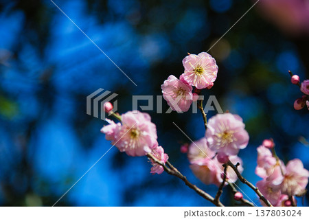 Plum blossoms and Kawazu cherry blossoms herald the arrival of spring. Plum blossoms and Kawazu cherry blossoms herald the arrival of spring. 137803024