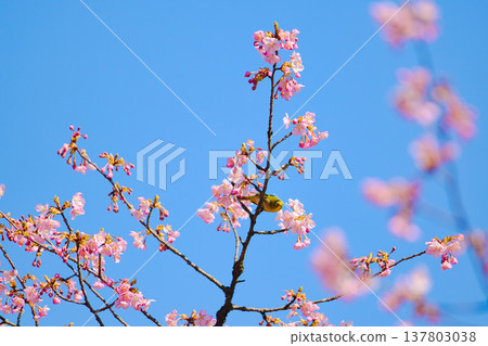 Plum blossoms and Kawazu cherry blossoms herald the arrival of spring. Plum blossoms and Kawazu cherry blossoms herald the arrival of spring. 137803038