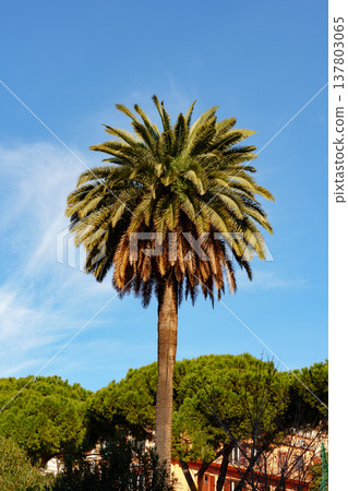 Palm tree stands tall under blue sky in a sunny location near green hills Palm tree stands tall under blue sky in a sunny location near green hills 137803065