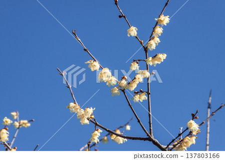 The wintersweet flowers bloom lightly against the backdrop of a refreshing blue sky. 137803166