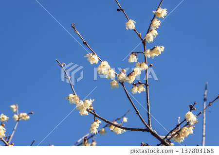 The wintersweet flowers bloom lightly against the backdrop of a refreshing blue sky. The wintersweet flowers bloom lightly against the backdrop of a refreshing blue sky. 137803168