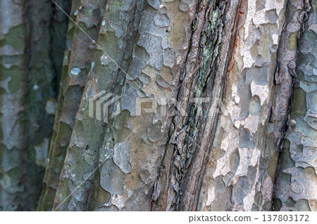 Sculpted bark texture of an old quince tree [background material] 137803172