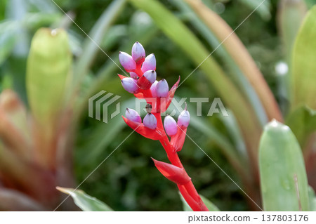 The calyx is reddish-purple, and Aechmea veilbachyi is an epiphytic plant. 137803176