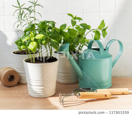 Fresh herbs growing potted with gardening tools Fresh herbs growing potted with gardening tools 137803209