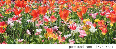 Colorful tulip field 137803284