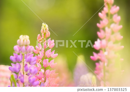 可愛的魯冰花 可愛的魯冰花 137803325