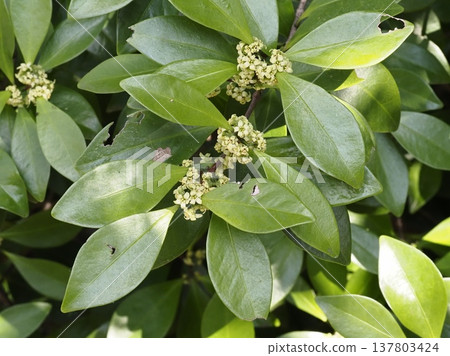 Mokureishi flower Mokureishi flower 137803424