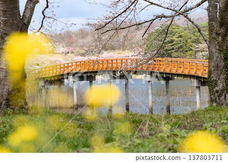 宮城平筒沼友誼公園的橋樑、盛開的櫻花樹和油菜花。 宮城平筒沼友誼公園的橋樑、盛開的櫻花樹和油菜花。 137803711