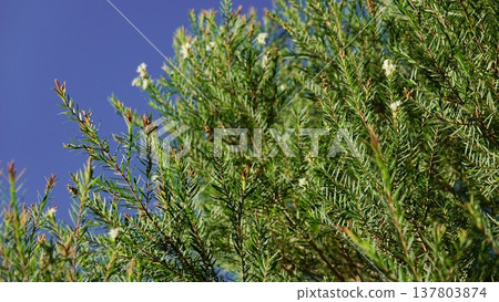 tree, leaf, tea 137803874