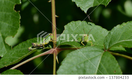 兩隻蚱蜢正從一片夏日的葉子上看著我。 137804233