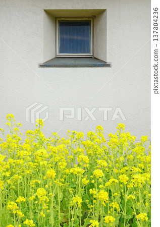 油菜花在白牆前盛開，牆邊有一扇小窗。 137804236