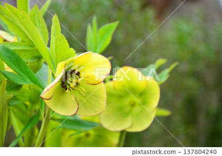 黃色聖誕玫瑰 137804240