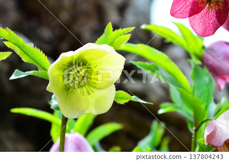 Yellow Christmas rose 137804243
