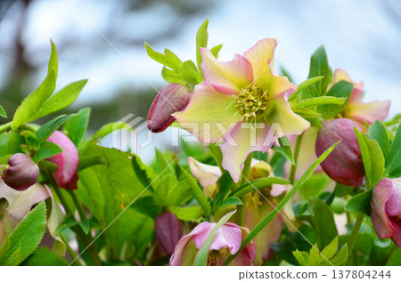 聖誕節玫瑰 137804244