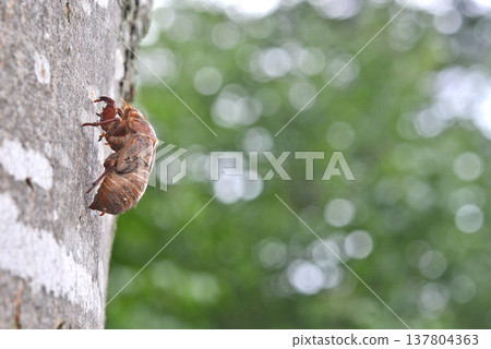 A cicada's exoskeleton is attached to the thick trunk of a pine tree. A cicada's exoskeleton is attached to the thick trunk of a pine tree. 137804363