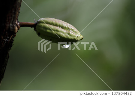 Selective focus on cocoa pods with fresh dew in early morning light 137804482