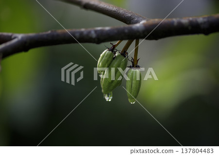 Close-up of cocoa pods with water droplets under soft morning sunlight. Selective focus. Close-up of cocoa pods with water droplets under soft morning sunlight. Selective focus. 137804483