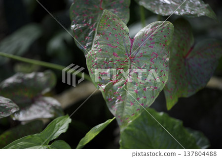 Tropical foliage of Caladium bicolor with striking color variation. Tropical foliage of Caladium bicolor with striking color variation. 137804488