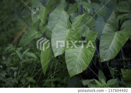 Close-up of taro plant leaves with natural texture and green tones. 137804492