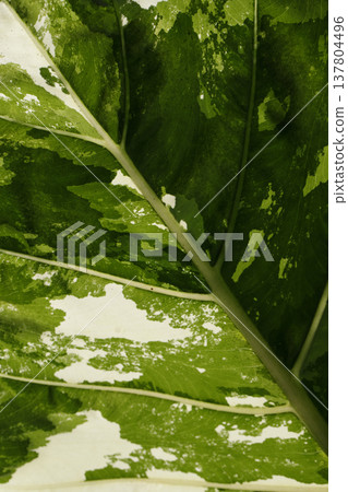 Close-up of Colocasia esculenta leaves growing in a tropical environment Close-up of Colocasia esculenta leaves growing in a tropical environment 137804496
