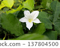 Ivy gourd flower blooming and leaves. 137804500