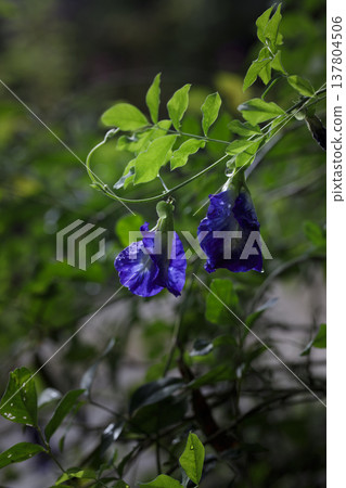 Vibrant blue butterfly pea flowers growing on a vine Vibrant blue butterfly pea flowers growing on a vine 137804506