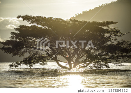 Natural landscape with fog, water, and a solitary tree in harmony. Natural landscape with fog, water, and a solitary tree in harmony. 137804512