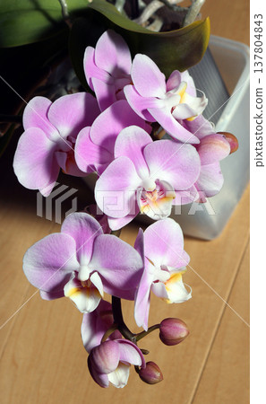 Phalaenopsis orchids, a perennial plant of the orchid family, are indispensable for celebrations. Phalaenopsis orchids, a perennial plant of the orchid family, are indispensable for celebrations. 137804843